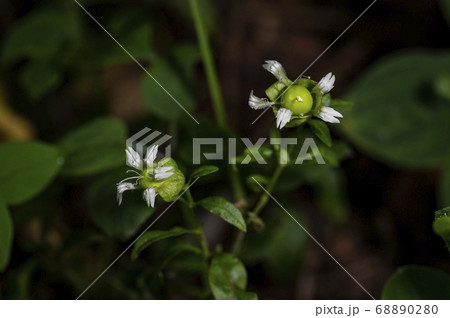 野花 花 植物 68890280