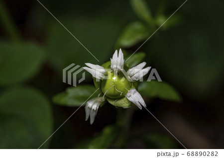 野花 花 植物 68890282