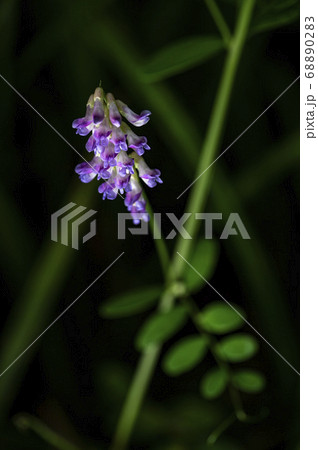 野花 花 植物 68890283
