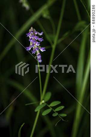野花 花 植物 68890286