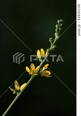 野花 花 植物 68890296