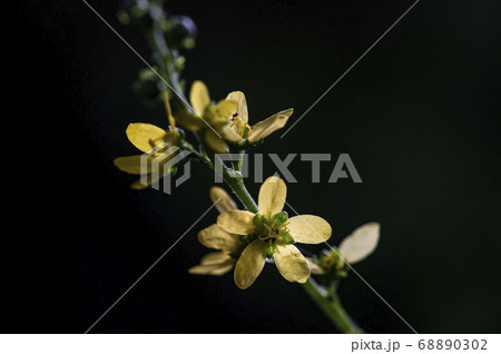 野花 花 植物 68890302