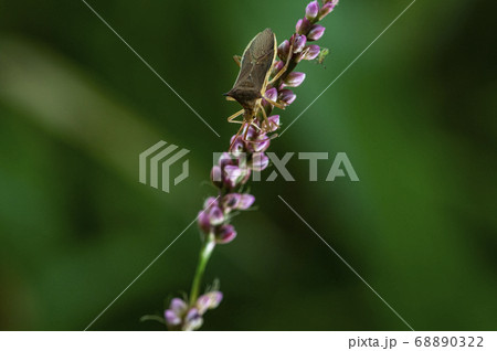 野花 花 植物 68890322
