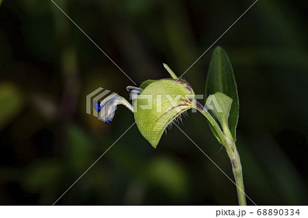 野花 花 植物 68890334