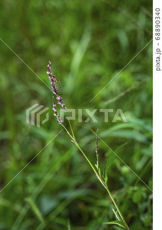 野花 花 植物 68890340