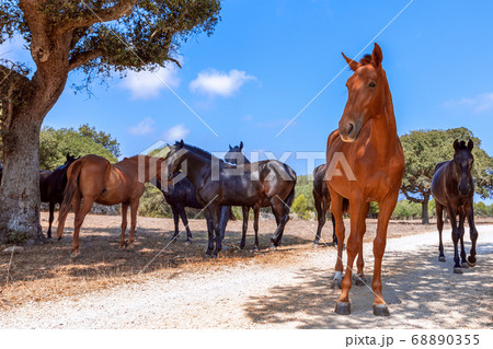 Group of beautiful horses (Menorquin horse) relax in the shade of the trees. 68890355