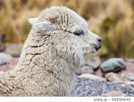 cute alpaca close up cute alpaca close up 68890640