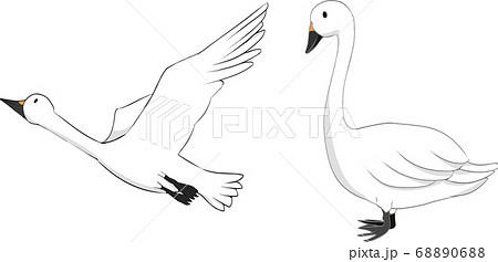 飛んでいる白鳥と陸にいる白鳥のイラストのイラスト素材 6806