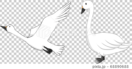 飛んでいる白鳥と陸にいる白鳥のイラストのイラスト素材 6806