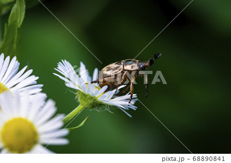 昆虫 虫 夏 68890841