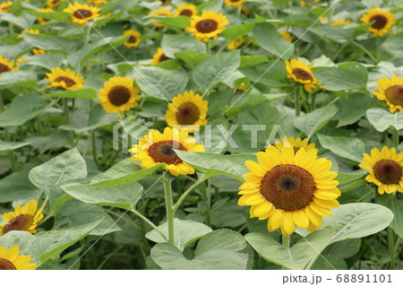 夏の花ヒマワリ 夏の花ヒマワリ 68891101