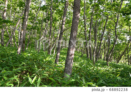 原生林（釧路湿原展望台／北海道釧路市北斗） 68892238