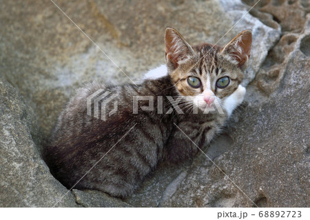 天草・通詞島の野良猫 68892723