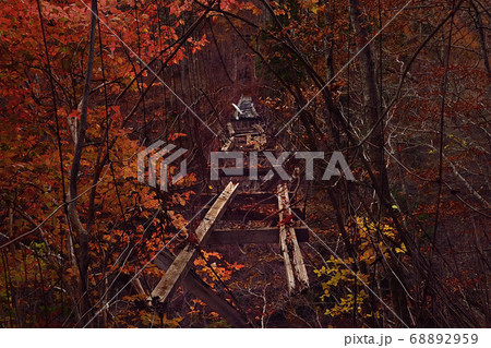 秋の西沢渓谷・廃吊橋 68892959