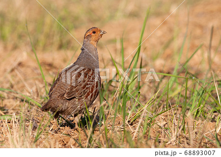 Little grey partridge standing on field in summer. 68893007