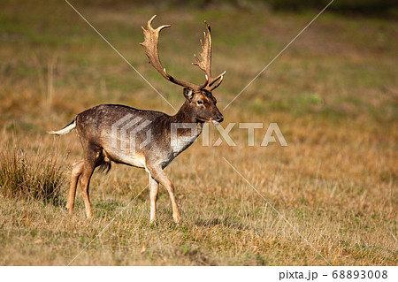 Fallow deer stag walking on dry meadow in autumn nature. 68893008