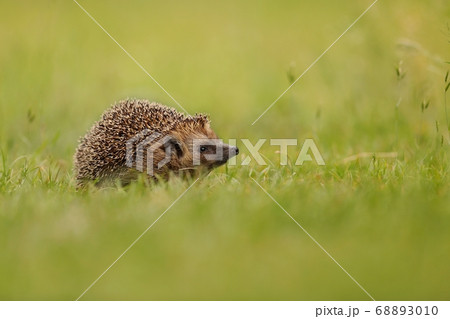 Northern white-breasted hedgehog sniffing on meadow with copy space. 68893010