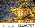 上野公園での夜桜 68893757
