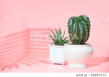 cactus on a pastel pink background, copyspace cactus on a pastel pink background, copyspace 68895214