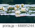 花 池 蓮 68895244