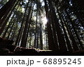 森林 森 樹木 68895245