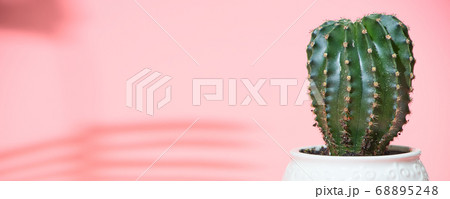 Banner cactus on a pastel pink background, copyspace 68895248