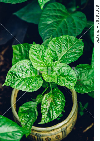 Habanero Pepper growing in Pot Habanero Pepper growing in Pot 68895309