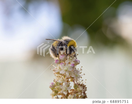 Bumblebee on a flower. Summer natural background 68895751