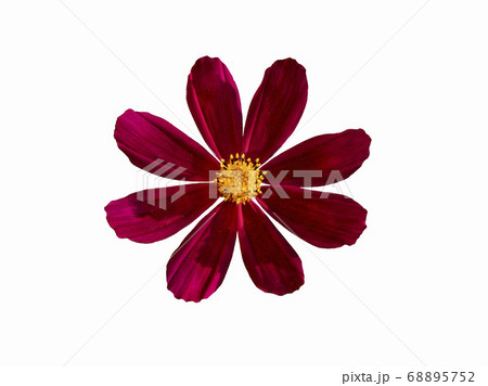 Red Cosmea flower isolated on white  68895752