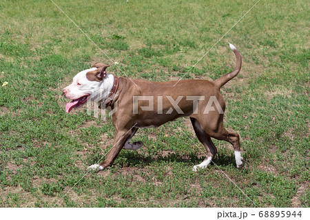 American pit bull terrier puppy in summer park. American pit bull terrier puppy in summer park. 68895944