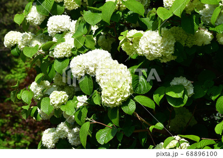 オオデマリ 大手毬 と推定される植物の緑の葉と白い花を撮影した写真の写真素材