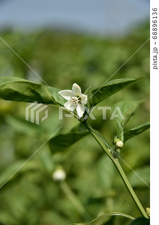 ピーマンの花 68896136