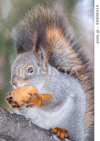 The squirrel with nut sits on a fir branches in winter The squirrel with nut sits on a fir branches in winter 68896414