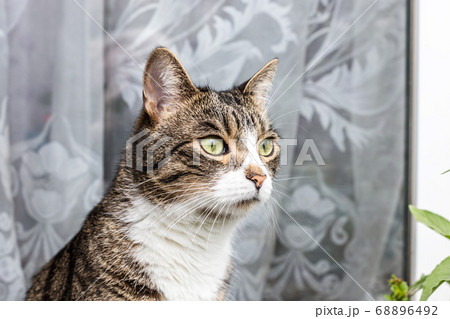 Cat brown white with green eyes looks 68896492