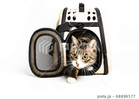 The cat sits in a carrying bag for transportation 68896577
