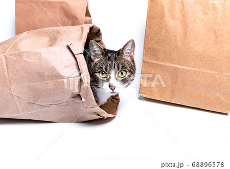 Kitten, cat looks in paper, craft bag Kitten, cat looks in paper, craft bag 68896578