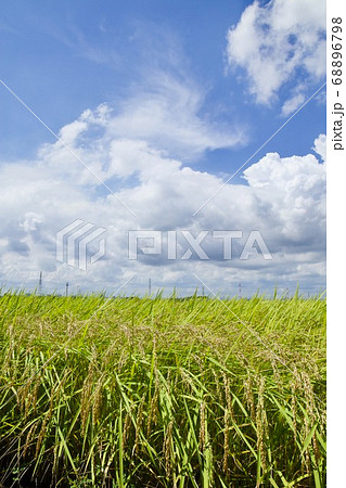 稲作 茨城県ひたちなか市 稲作 茨城県ひたちなか市 68896798