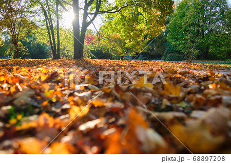 Golden autumn fall October in famous Munich relax place - Englishgarten. Munchen, Bavaria, Germany Golden autumn fall October in famous Munich relax place - Englishgarten. Munchen, Bavaria, Germany 68897208