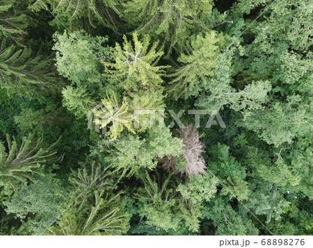view of the green forest from above, aerial photography view of the green forest from above, aerial photography 68898276