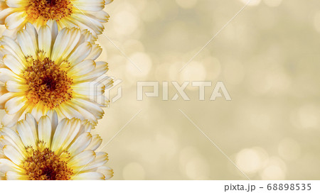 Beautiful marigold flower on yellow blurred Beautiful marigold flower on yellow blurred 68898535