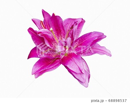 Delicate varietal Roselily Kendra Lily isolated  68898537