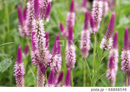 満開に咲くピンクのノゲイトウの花 満開に咲くピンクのノゲイトウの花 68898546