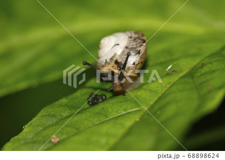 コベソマイマイ コベソマイマイ 68898624
