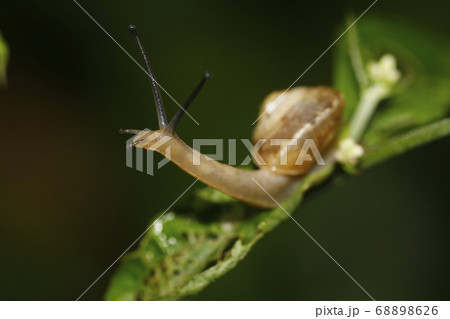 コベソマイマイ 68898626