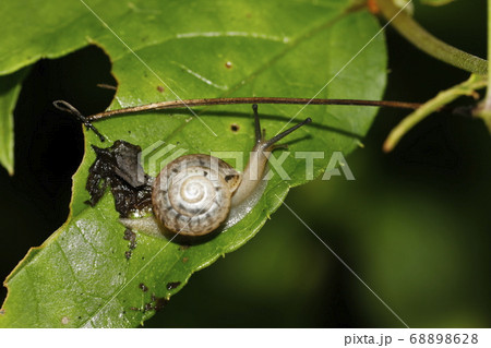 コベソマイマイ コベソマイマイ 68898628