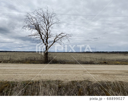 lonely dry tree near a country road on a cloudy spring day lonely dry tree near a country road on a cloudy spring day 68899027