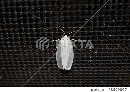 シロヒトリ シロヒトリ 68899067
