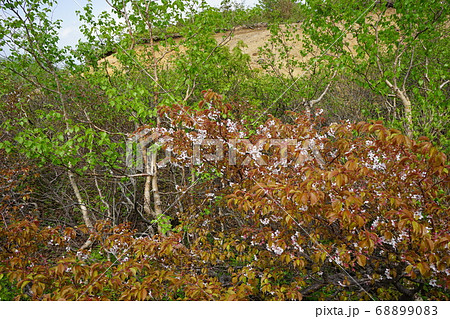 八幡平の桜 タカネザクラ（ミネザクラ） 68899083
