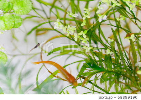 水槽の中の水草とメダカ 水槽の中の水草とメダカ 68899190