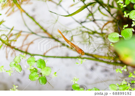 水槽の中の水草とメダカ 水槽の中の水草とメダカ 68899192